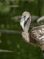 Juvenile Flamingo