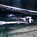 Hippos im Erlebnis-Zoo Hannover (EXPO 2000)
