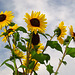 Sonnige Sonnenblumen
