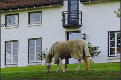 The Horse and its new stable