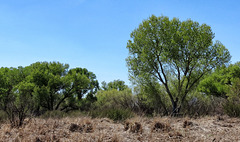The San Pedro Riparian National Conservation Area