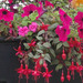 Petunias and fuchsias - always great together