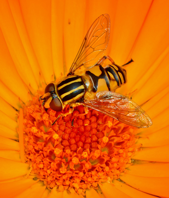 Hoverfly in Marigold 4