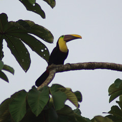 Yellow-throated or Chestnut-mandibled Toucan