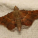 IMG 5369 Moth