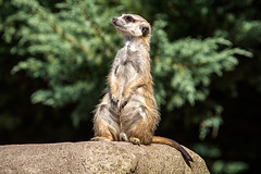 20150911 8872VRAw [D~HF] Erdmännchen (Suricata suricatta), Tierpark, Herford