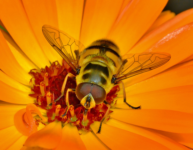 Hoverfly in Marigold 3