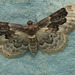 Moth IMG 5417