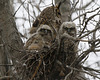 grand-duc d'Amérique / great horned owl