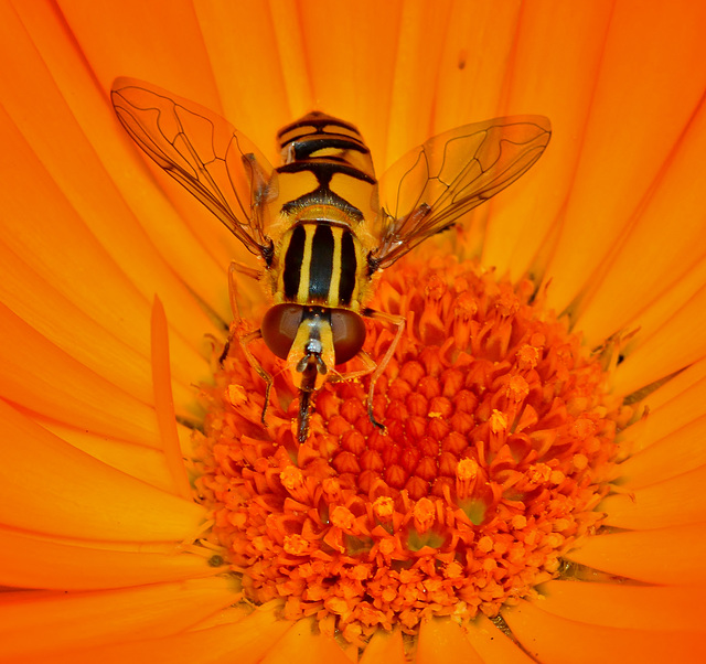 Hoverfly in Marigold 2