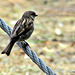 Sparrow On A Wire