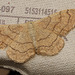 Moth IMG 5377