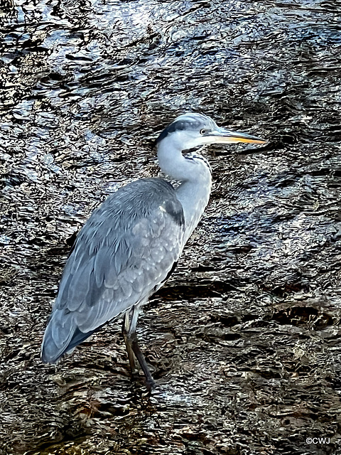 Blue Heron on the River Ness