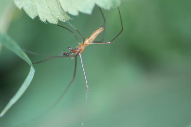 Long Jawed Orb Web Spider