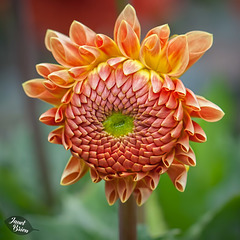 Pictures for Pam, Day 123: Fancy Hair Dahlia