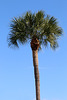 Palm tree in winter