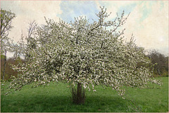 Kleiner Apfelbaum in voller Blüte