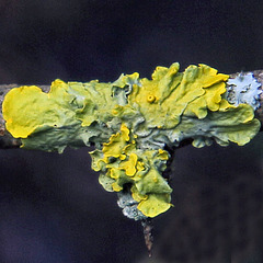 Foliose lichen, Xanthoria parietina,  on hawthorn