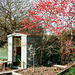 shed and blossom