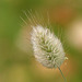 An ornamental grass
