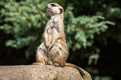 20150911 8873VRAw [D~HF] Erdmännchen (Suricata suricatta), Tierpark, Herford