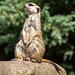 20150911 8873VRAw [D~HF] Erdmännchen (Suricata suricatta), Tierpark, Herford