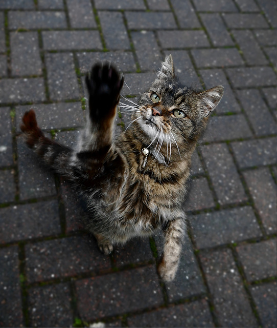 High Five! High Five!