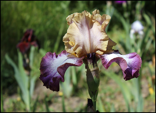 Iris Hinduh Magic (2)