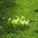 The primroses in the lawn have spread more