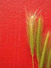 red dried grass