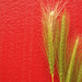 red dried grass