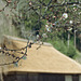 Thatched roof and prunus mum