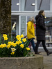 Everywhere (with daffodils) (01.04.2023)