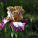 Iris Hinduh Magic (4)