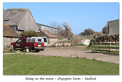 Sheep on the move - Chyngton Farm - Seaford - 20.4.2016