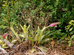 DSCN1182 - Aechmea nudicaulis, Bromeliaceae, sobre Figueira-mata-pau