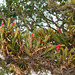 DSCN1183 - Aechmea nudicaulis, Bromeliaceae, sobre Figueira-mata-pau