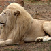White Lion at The National Zoo
