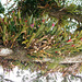 DSCN1184 - Aechmea nudicaulis, Bromeliaceae, sobre Figueira-mata-pau