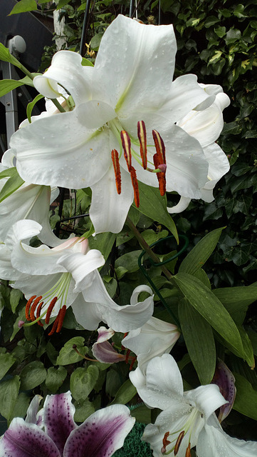 White Lily flowers opened