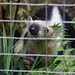 Neugieriger Tamandua (Zoo Zürich)