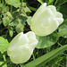 So delicate - white tulips