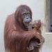 Mutter und Kind (Zoo Heidelberg)
