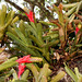 DSCN1185 - Aechmea nudicaulis, Bromeliaceae, sobre Figueira-mata-pau