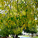 Street tree autumn