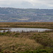 Dee marshes2