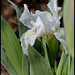 iris nain blanc