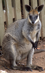 Kangaroo at The National Zoo