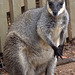 Kangaroo at The National Zoo