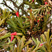DSCN1186 - Aechmea nudicaulis, Bromeliaceae, sobre Figueira-mata-pau